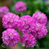 Armeria Pretty Lady